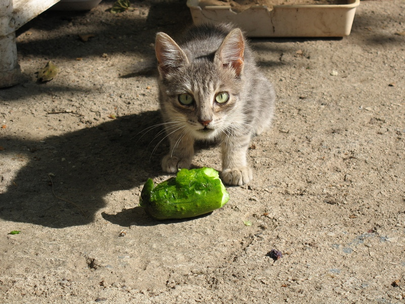 Чому коти бояться огірків?